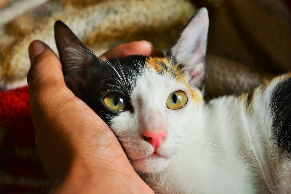 bebes-y-gatos-pueden-convivir-juntos