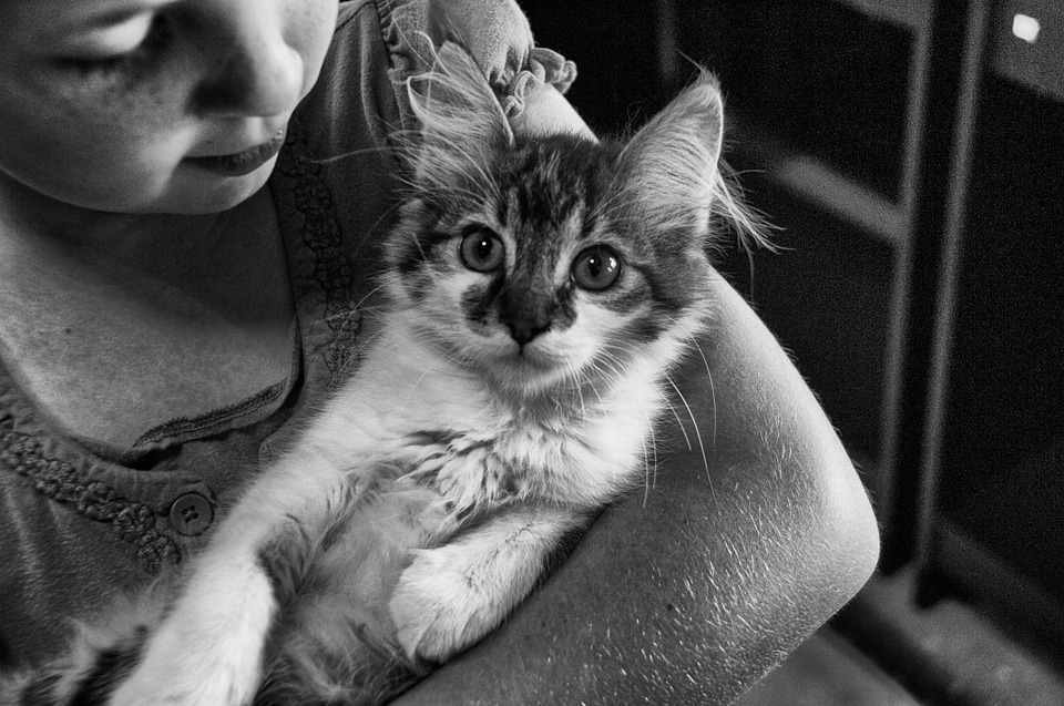 bebes-y-gatos-pueden-convivir-juntos
